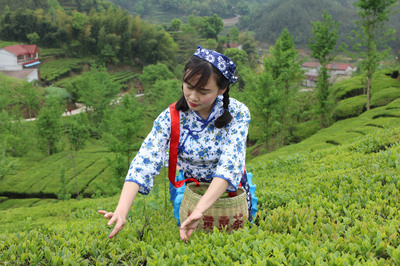湖北金雷茶葉公司 英山云霧茶，源自“森”呼吸的自然饋贈